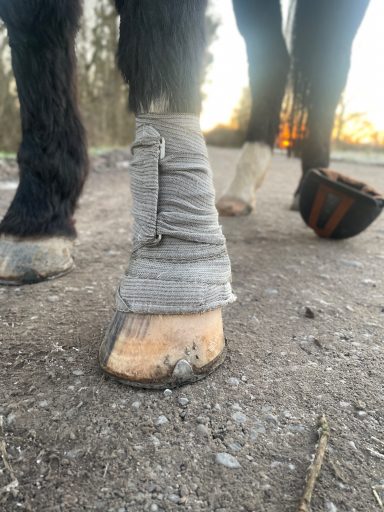 Ein angelegter Verband am Huf eines Pferdes 